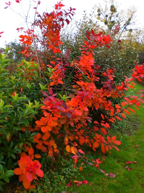 Cotinus coggygria automne